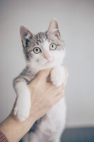 Собаки и кошки в добрые руки