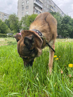 Собаки и кошки в добрые руки