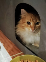 Собаки и кошки в добрые руки