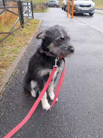 Собаки и кошки в добрые руки