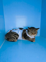 Собаки и кошки в добрые руки