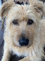 Собаки и кошки в добрые руки