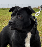 Собаки и кошки в добрые руки