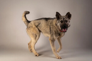 Собаки и кошки в добрые руки