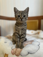 Собаки и кошки в добрые руки