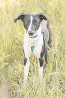 Собаки и кошки в добрые руки