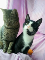 Собаки и кошки в добрые руки