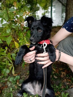 Собаки и кошки в добрые руки