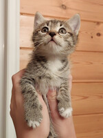 Собаки и кошки в добрые руки