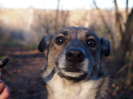 Собаки и кошки в добрые руки