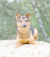 Собаки и кошки в добрые руки