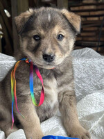 Собаки и кошки в добрые руки