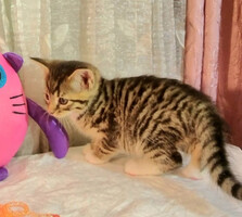 Собаки и кошки в добрые руки