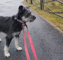 Собаки и кошки в добрые руки