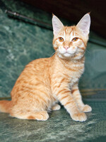 Собаки и кошки в добрые руки