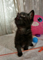 Собаки и кошки в добрые руки