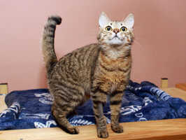 Собаки и кошки в добрые руки