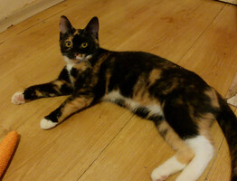 Собаки и кошки в добрые руки