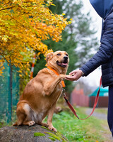 Собаки и кошки в добрые руки
