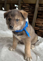 Собаки и кошки в добрые руки