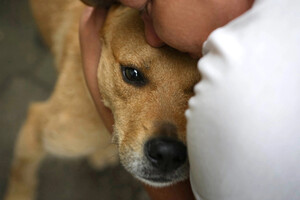 Собаки и кошки в добрые руки