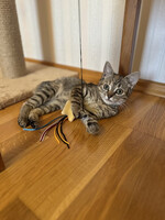 Собаки и кошки в добрые руки