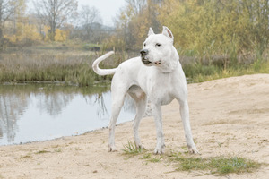 Собаки и кошки в добрые руки