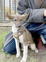 Собаки и кошки в добрые руки