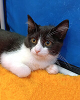 Собаки и кошки в добрые руки