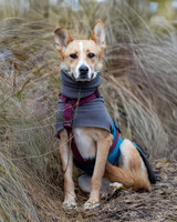 Собаки и кошки в добрые руки