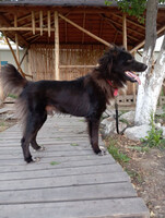 Собаки и кошки в добрые руки