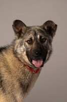 Собаки и кошки в добрые руки