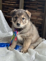 Собаки и кошки в добрые руки