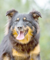 Собаки и кошки в добрые руки