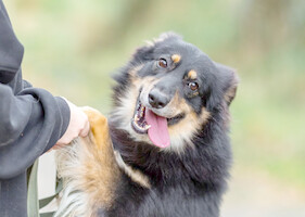 Собаки и кошки в добрые руки