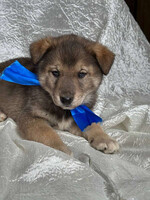 Собаки и кошки в добрые руки