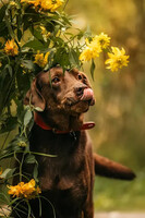 Собаки и кошки в добрые руки