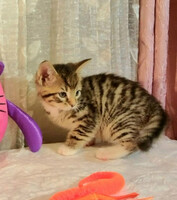 Собаки и кошки в добрые руки