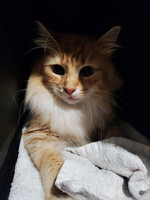 Собаки и кошки в добрые руки