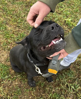 Собаки и кошки в добрые руки