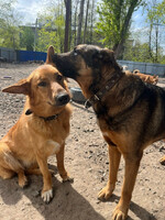 Собаки и кошки в добрые руки