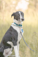 Собаки и кошки в добрые руки