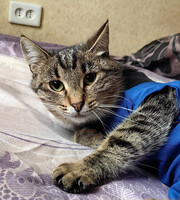 Собаки и кошки в добрые руки