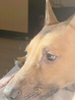 Собаки и кошки в добрые руки