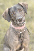 Собаки и кошки в добрые руки