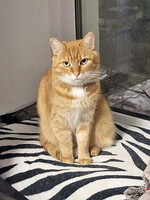 Собаки и кошки в добрые руки