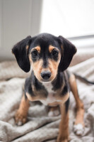 Собаки и кошки в добрые руки