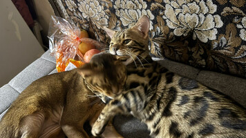 Собаки и кошки в добрые руки