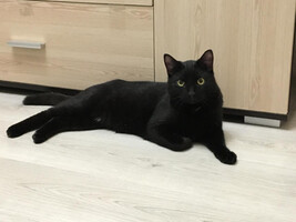 Собаки и кошки в добрые руки