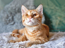 Собаки и кошки в добрые руки